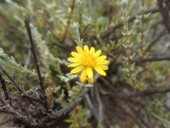 Oedera oppositifolia