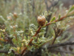 Oedera oppositifolia