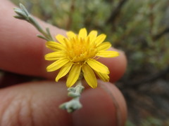 Oedera oppositifolia