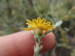 Oedera oppositifolia