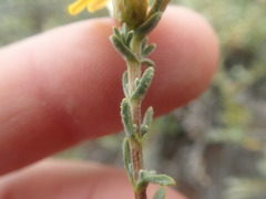 Oedera oppositifolia