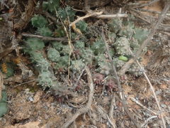 Pectinaria articulata