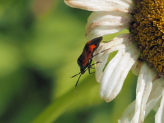 Deraeocoris rutilus