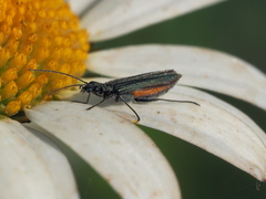Oedemera virescens