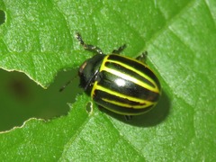 Desmogramma