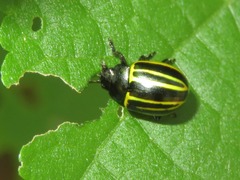 Desmogramma