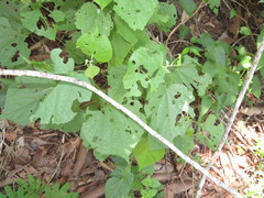 Desmogramma