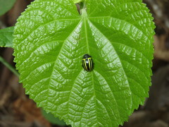 Desmogramma