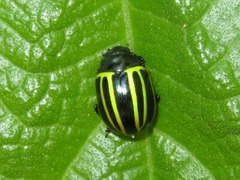 Desmogramma
