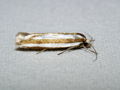 Myrascia interlineatella