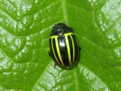 Desmogramma