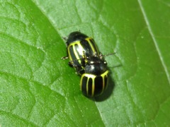 Desmogramma