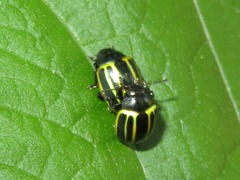 Desmogramma