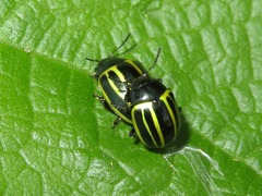 Desmogramma