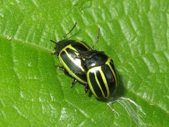 Desmogramma