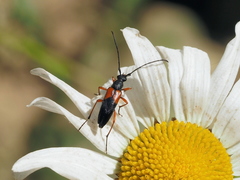 Stenurella jaegeri