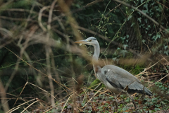 Ardea cinerea