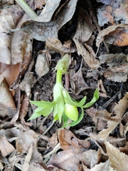 Helleborus