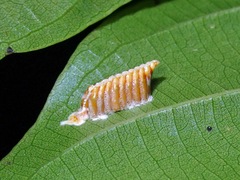 Leptomantella albella