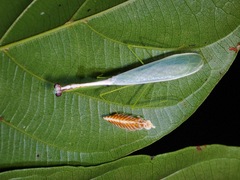 Leptomantella albella