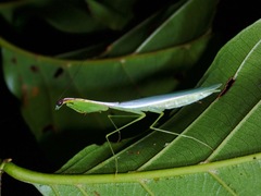 Leptomantella albella