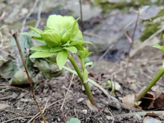 Helleborus