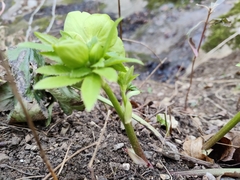 Helleborus