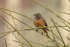 Phoenicurus ochruros