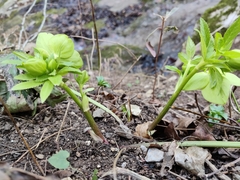 Helleborus