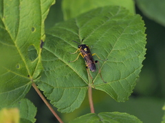 Macrophya postica