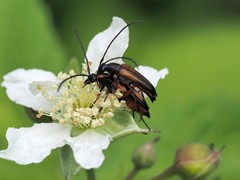 Stenurella jaegeri