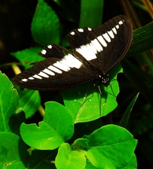 Papilio echerioides
