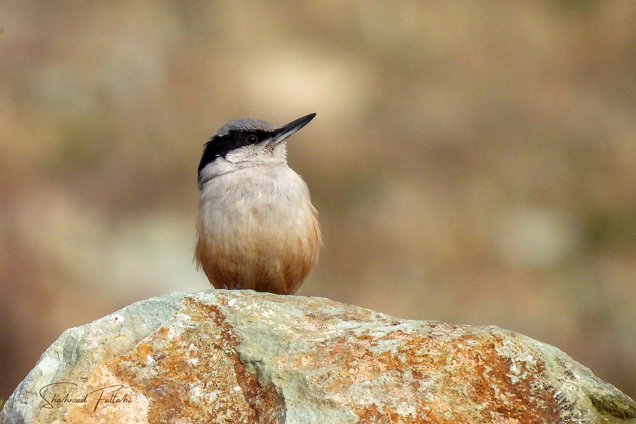 Eastern Rock Nuthatch