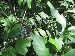 Ixoroideae