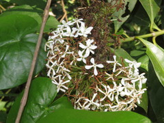 Ixoroideae