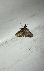 Proternia philocapna