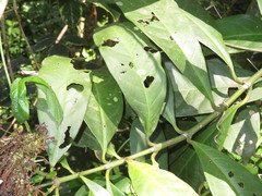 Ixoroideae