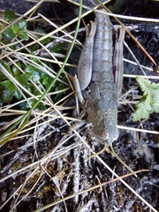 Brachaspis collinus