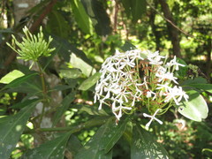 Ixoroideae