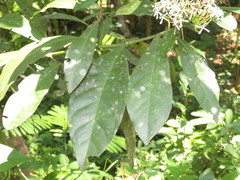 Ixoroideae