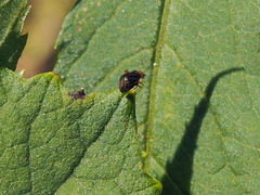 Halticus luteicollis