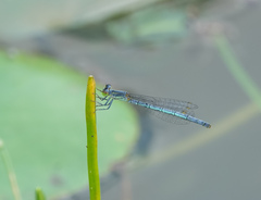 Agriocnemis kalinga