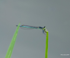 Agriocnemis kalinga