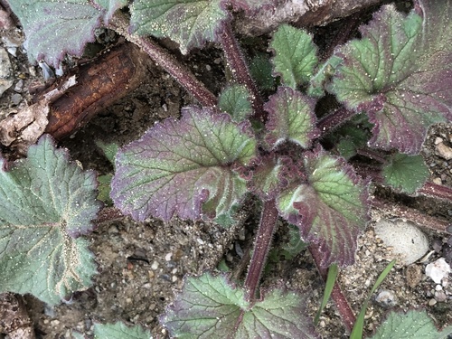 Phacelia campanularia