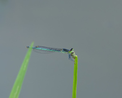Agriocnemis kalinga
