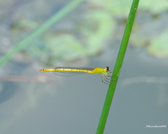 Agriocnemis kalinga