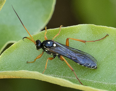 Eutanyacra licitatoria