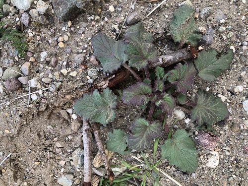 Phacelia campanularia