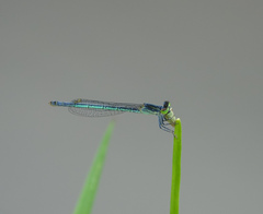 Agriocnemis kalinga