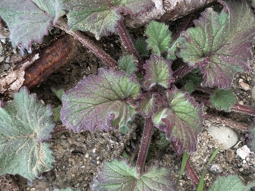 Phacelia campanularia